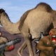 Camel in the desert by www.twin-loc.fr is licensed under CC BY 2.0